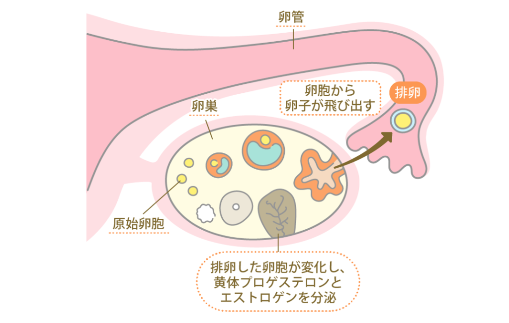産み分け堀産婦人科