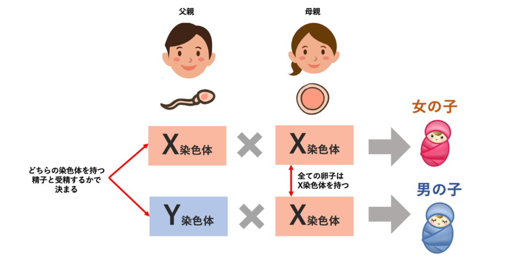 産み分け堀産婦人科